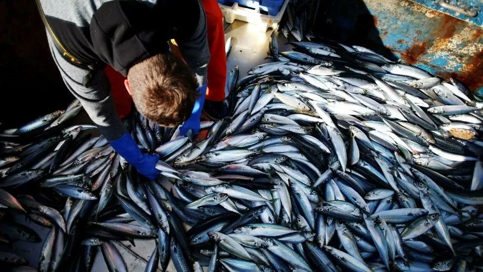 'Has the #Brexit #fishing promise come true?' You can probably guess the answer, but I was pleased to help with this #BBCRealityCheck article bbc.co.uk/news/64430216 🐟 #BrexitReality #Fisheries 🐟