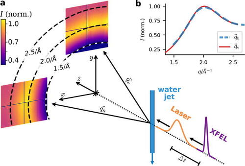 In our recent project, we combined #XFEL holography and scattering of laser-induced shock waves. The results indicate that water molecules rearrange to a dense, simple liquid structure. If your interest is sparked, read the full text here: doi.org/10.1063/5.0131…
<a href="/EuropeanXFEL/">European XFEL</a>