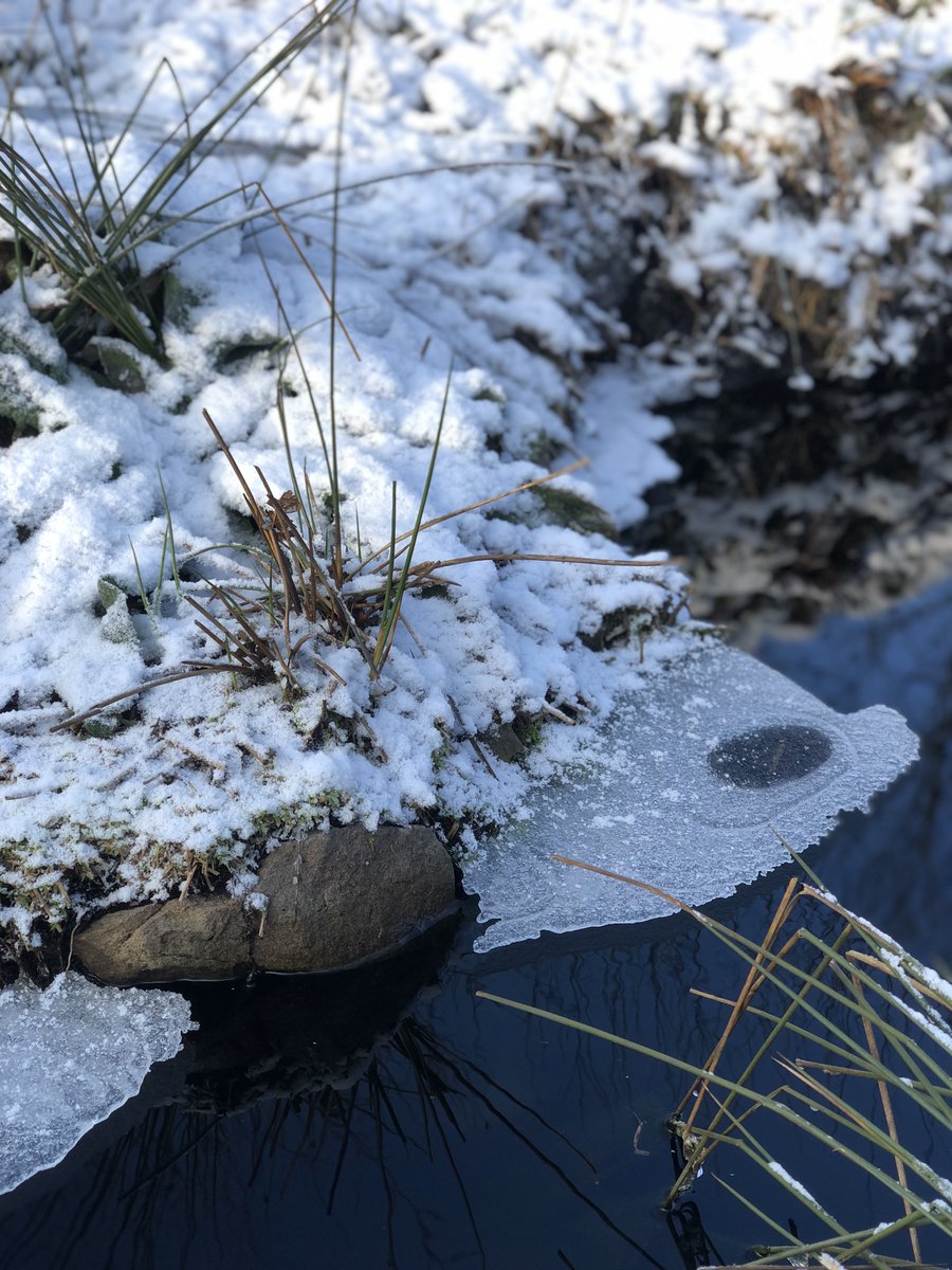 Winter is a difficult time for water voles, freezing temps and scarcity of food means they have to spend more time foraging for food. Keeping your dog on a lead when visiting Redmires will reduce the disturbance suffered by water voles and increase their chances of survival.