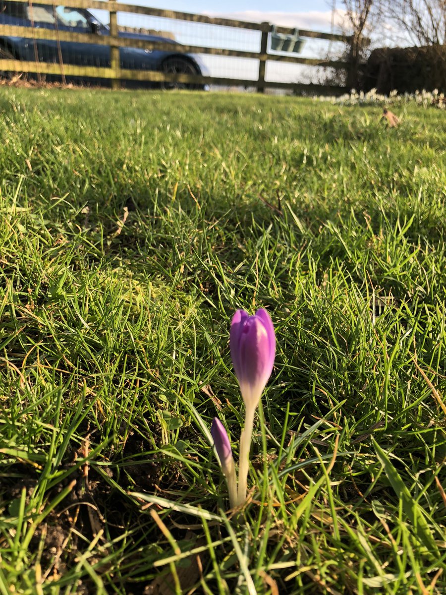 KerryandPat's tweet photo. When we moved house last year one of the hardest things to leave behind was crocuses planted by Dom. I dug up some, left some there. Crossed my fingers and here is the first one. Hope &amp; love in a little flower ❤️‍🩹 https://t.co/NHMyqrBNqZ