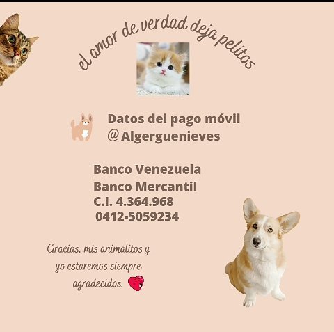 joserckeller's tweet photo. Esta foto me la envía hoy @Alberguenieves de Pablito, uno de sus protegidos. Les recuerdo que estoy ayudándola a recaudar fondos para sus 52 peluditos. Si quieren ayudarla y están afuera, pueden transferir a mi PayPal. Adjunto también su pago móvil. https://t.co/pjNOkKGsCU https://t.co/1N64aHIQpT