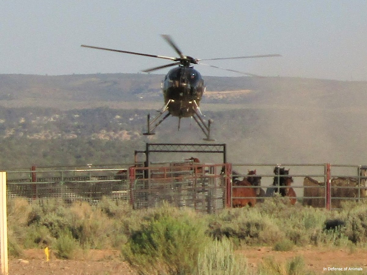 CagesFree's tweet image. The Heartbreak of Witnessing a Ruthless Wild Horse #Roundup 
Unnecessary “Emergency” #Roundups 
idausa.org/campaign/wild-…