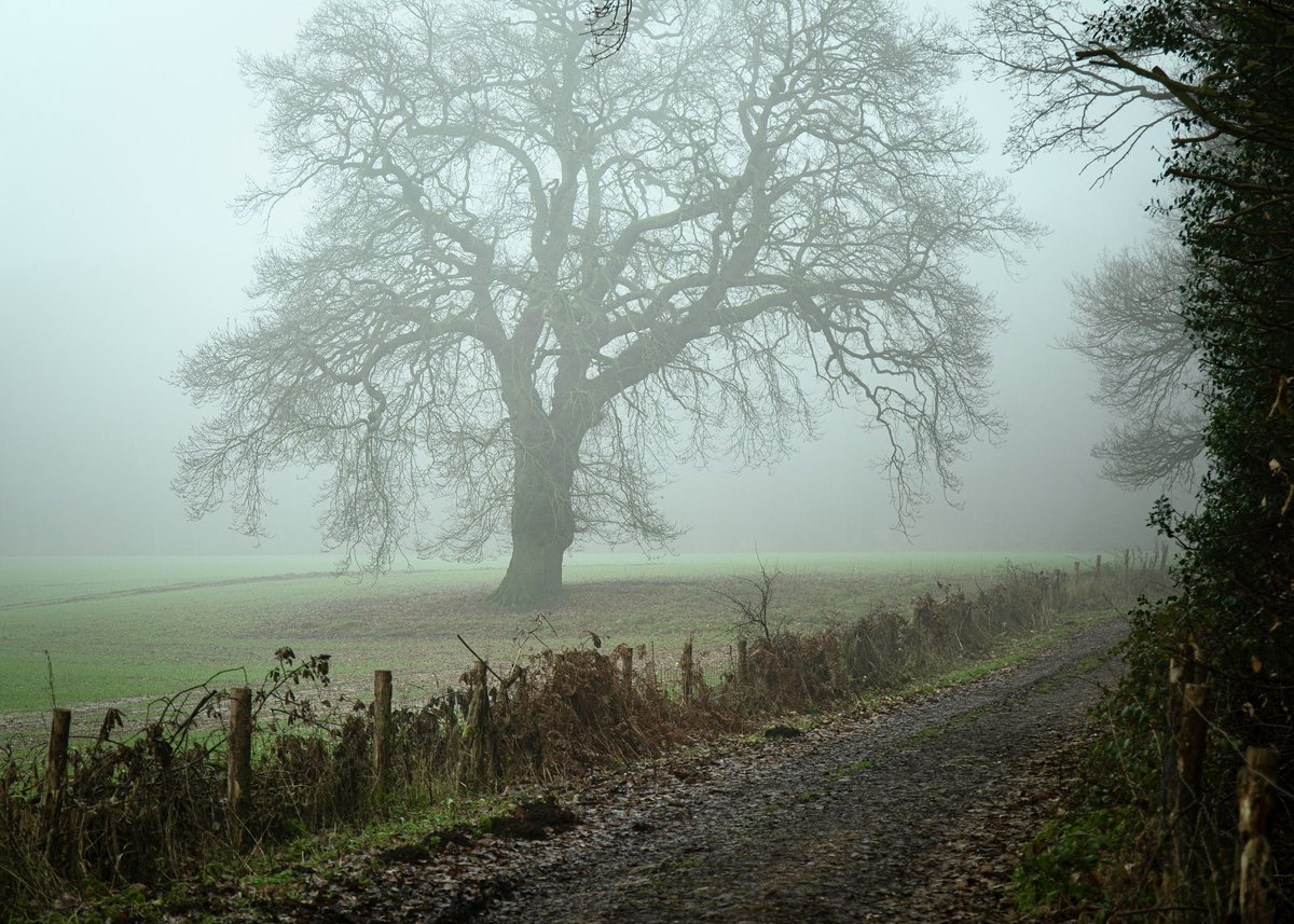 webber31's tweet photo. A recent trip to Epping Forest in the mist. https://t.co/psAV3qlaXO