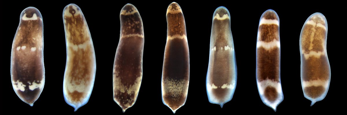 We are looking for a new team member - the application for a research assistant position in the lab just went live this weekend. Please RT. Soon to graduate undergrads on path to grad school especially encouraged to apply! sjobs.brassring.com/TGnewUI/Search…