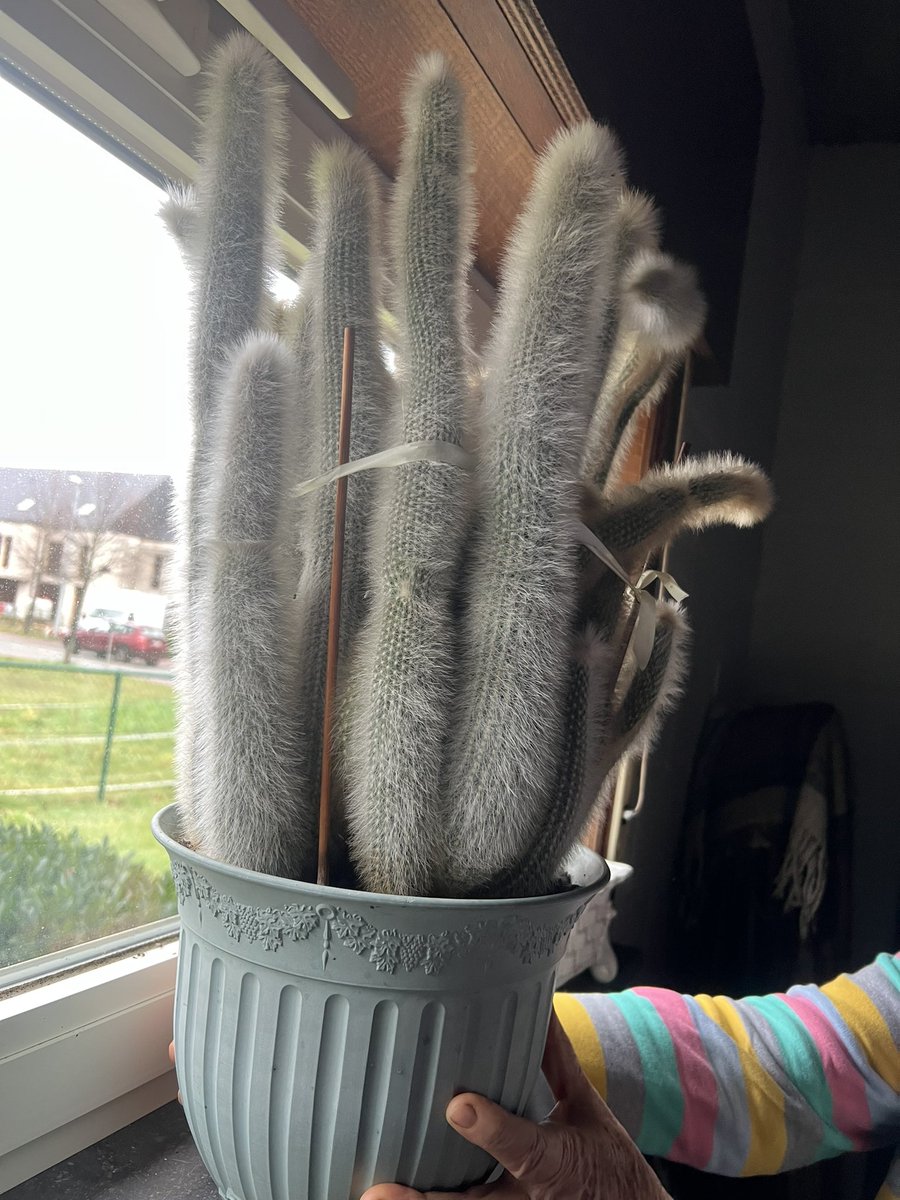 benswolomewhole's tweet photo. Mijn oma heeft deze mega cactussen en wil ze weg dus ik wil ze voor haar verkopen.

Dus euh iemand megacactussen? https://t.co/GQie8OqyOI