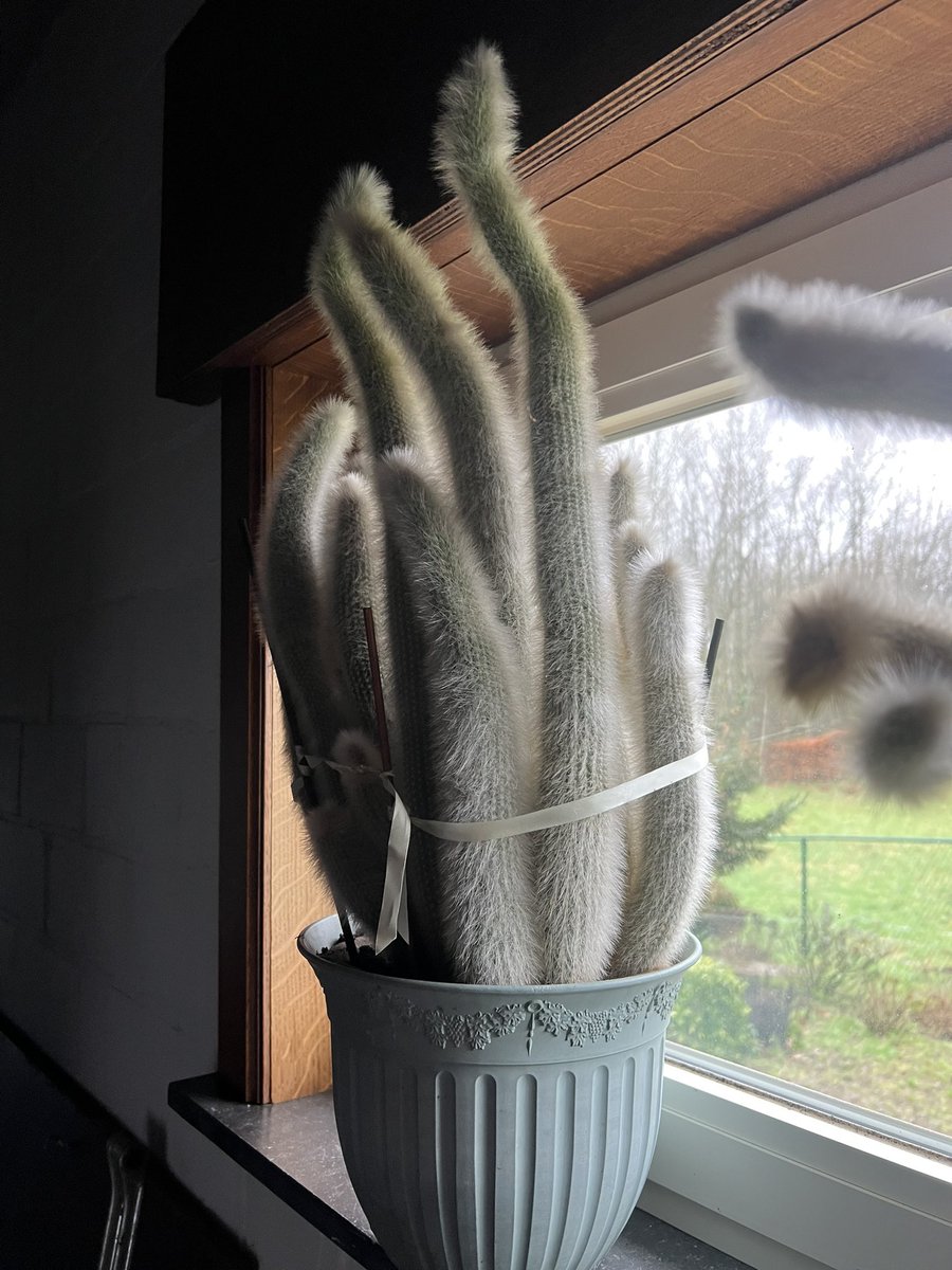 benswolomewhole's tweet photo. Mijn oma heeft deze mega cactussen en wil ze weg dus ik wil ze voor haar verkopen.

Dus euh iemand megacactussen? https://t.co/GQie8OqyOI