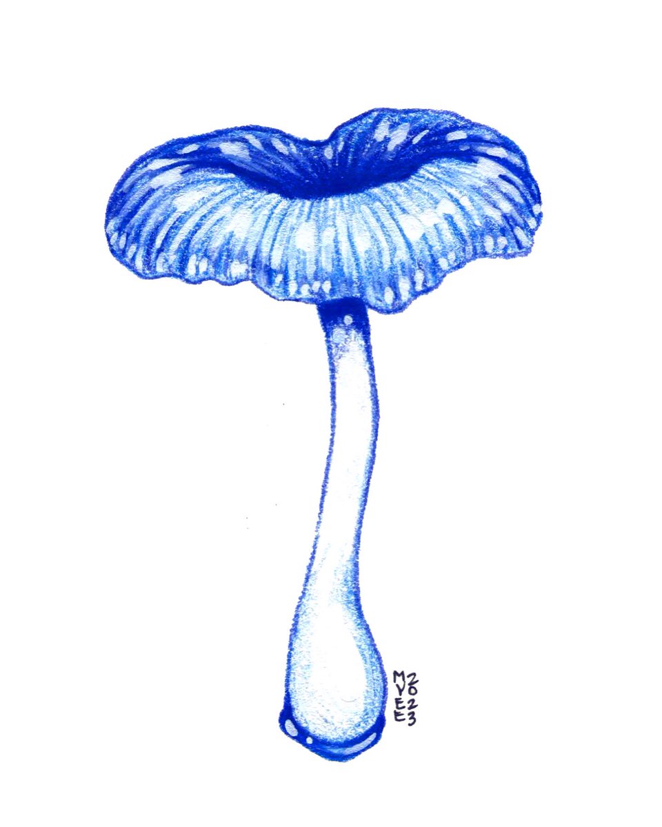 theboneforest's tweet photo. Day 06 of #funguary : Pixie Parasol π Funguary is a mushroom art challenge hosted by @feefal_ during the month of Feb! π€
β’
#art #illustration #painting #watercolor #gouache #coloredpencil #mushrooms #mushroom #pixieparasol #nature #fungus #scientificillustration #myeeart https://t.co/y2zM7mAOQy