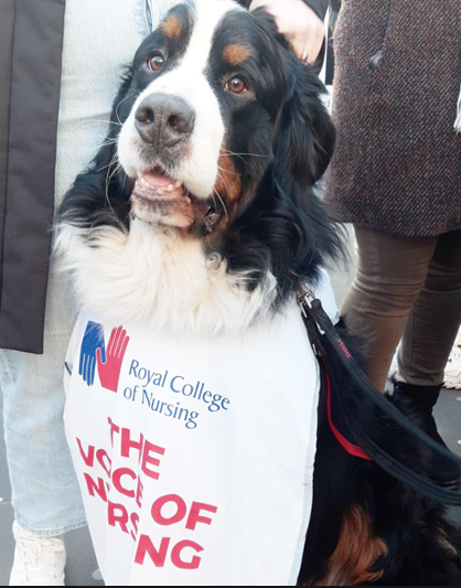 A pawfect companion on the picket line at <a href="/GSTTnhs/">Guy's and St Thomas'</a>! 🐶

#FairPayforNursing #RCNStrike