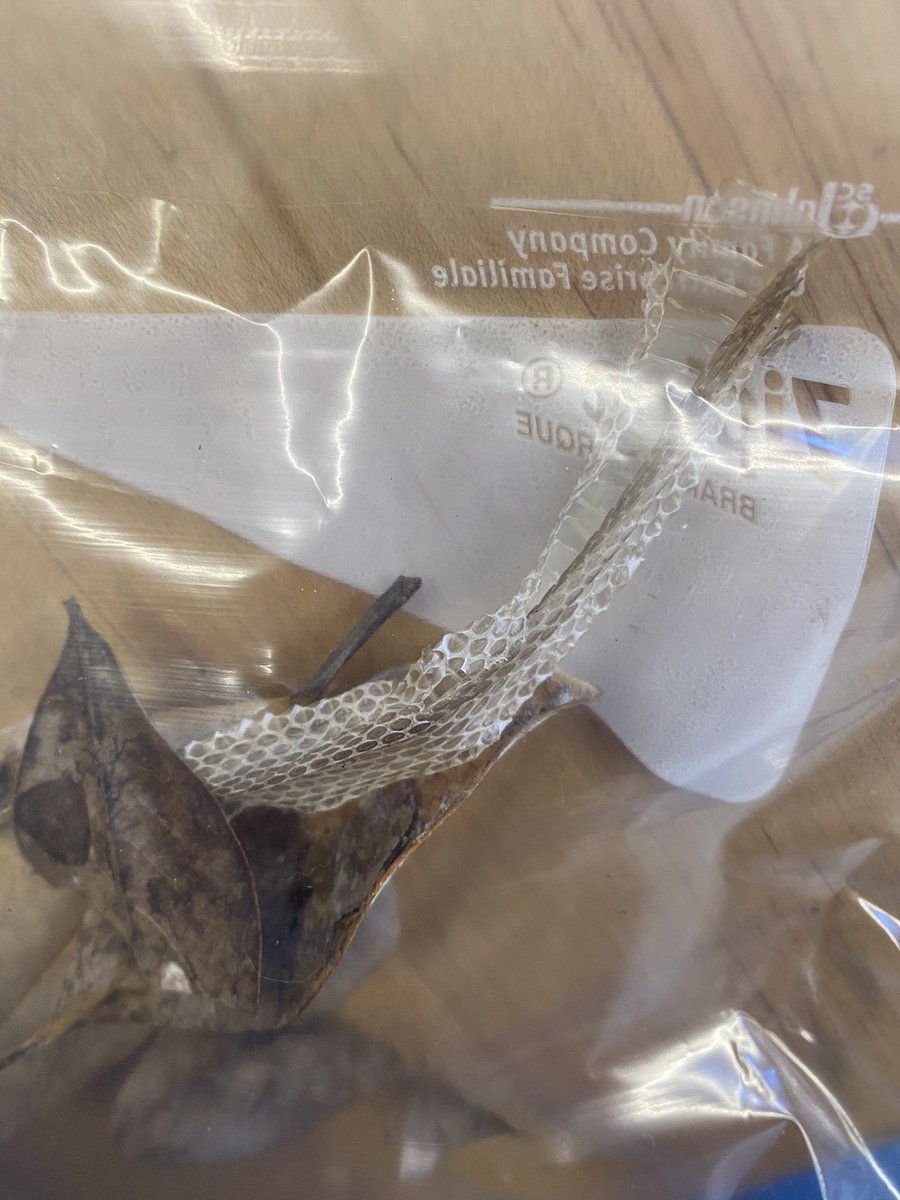 You know you’re the science teacher when kids “have something in their backpack for you” 🐍 #outdoorfun #nature #scienceeducation #stem #learning #scienceinnature #scienceteacer #teachertwitter
