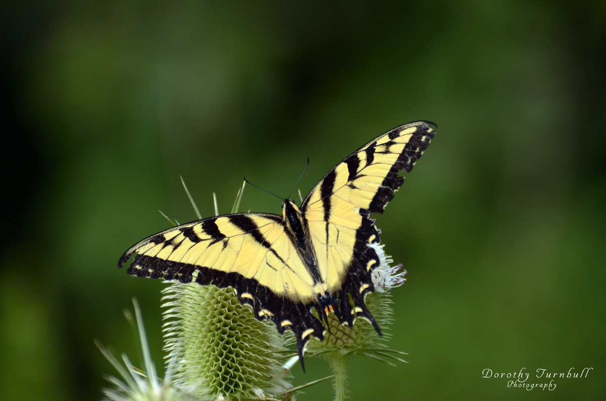 I think I will have a 'Wings Wednesday'  #Wings #butterfly #Yellow #Naturephotography #WingsWednesday