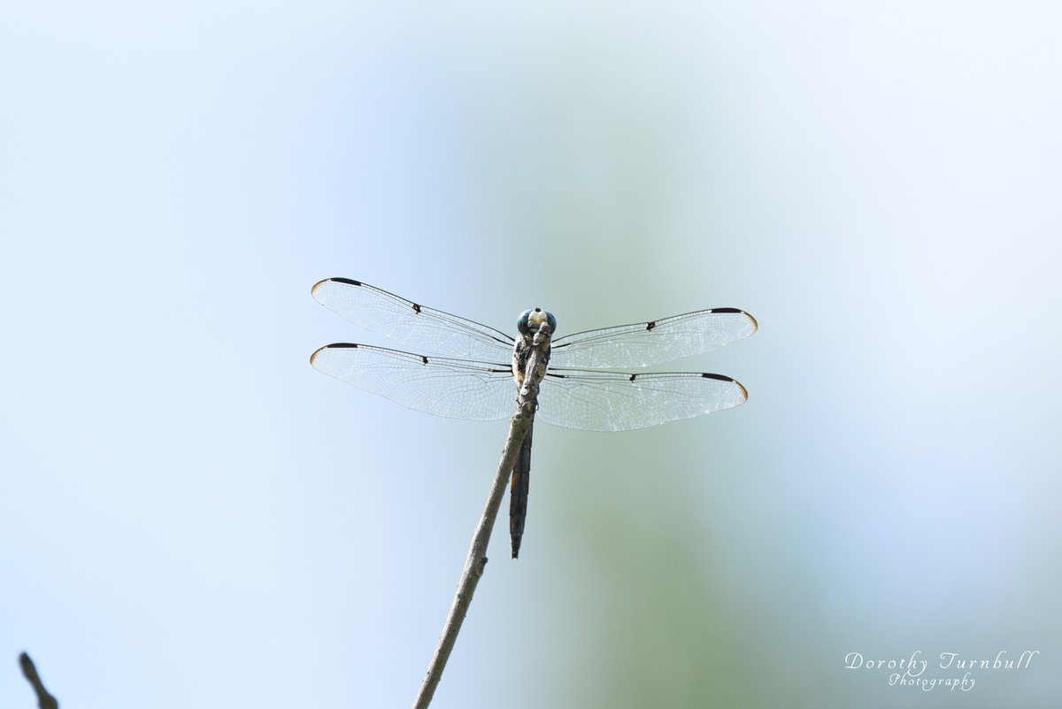 Continuing my 'Wings Wednesday'  with this gorgeous dragonfly. #WingsWednesday #Wings #Naturephotography #dragonfly