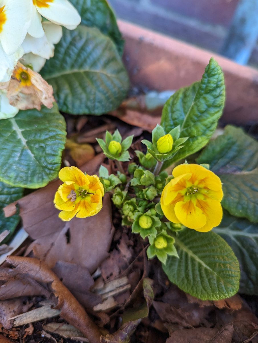 parkhillmoseley's tweet photo. Aren't these pots looking wonderful? Our #EnvironmentClub planted up bedding plants and bulbs with the help of some of our parents last Autumn and now they're putting on a beautiful display at the front of school. A good reminder that #Spring is here! https://t.co/HpEj8aFrLn