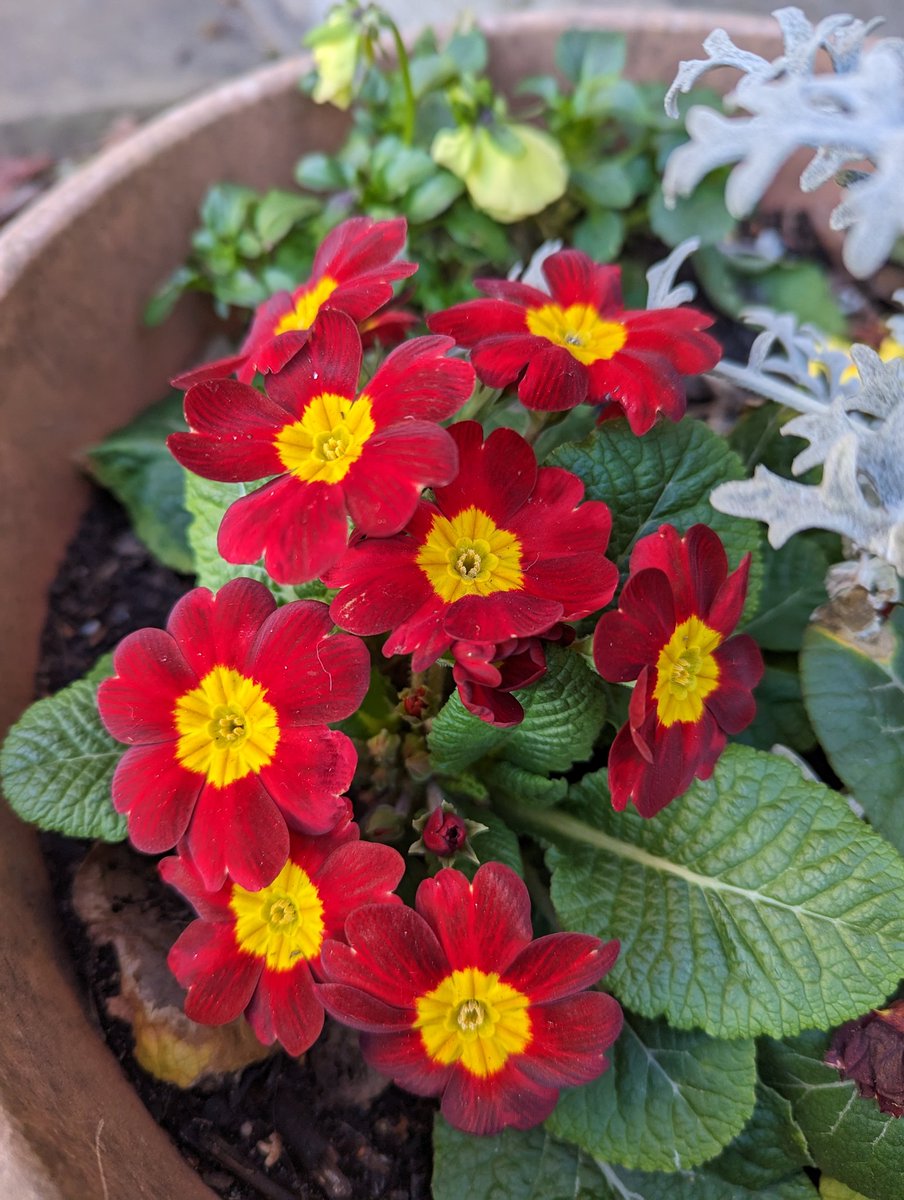 parkhillmoseley's tweet photo. Aren't these pots looking wonderful? Our #EnvironmentClub planted up bedding plants and bulbs with the help of some of our parents last Autumn and now they're putting on a beautiful display at the front of school. A good reminder that #Spring is here! https://t.co/HpEj8aFrLn