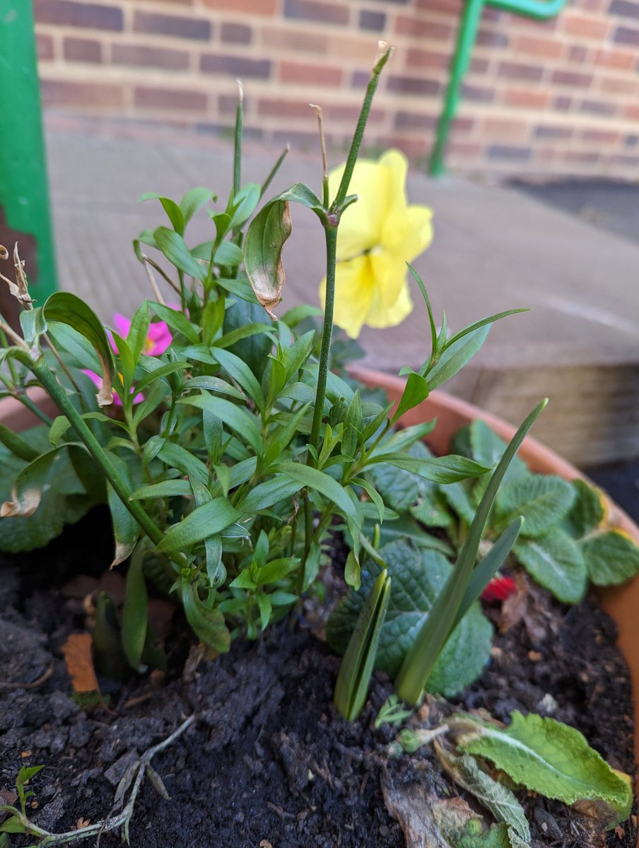 parkhillmoseley's tweet photo. Aren't these pots looking wonderful? Our #EnvironmentClub planted up bedding plants and bulbs with the help of some of our parents last Autumn and now they're putting on a beautiful display at the front of school. A good reminder that #Spring is here! https://t.co/HpEj8aFrLn