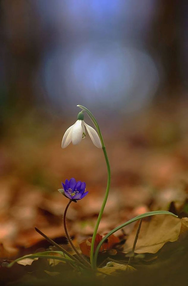 Man muss immer etwas haben,
worauf man sich freuen kann.

- Eduard Mörike -