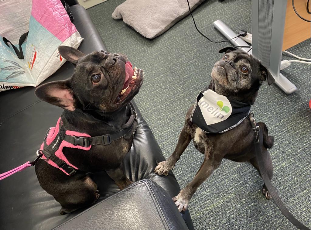 Our bring your dog to work day proved so popular we are having them every month.
Find out what other great things we do for our staff by visiting our website and exploring our culture 
melinhomes.co.uk/work-for-melin…
#bringyourdogtoworkday #bringyourdogtowork #workplacewellbeing  #zest
