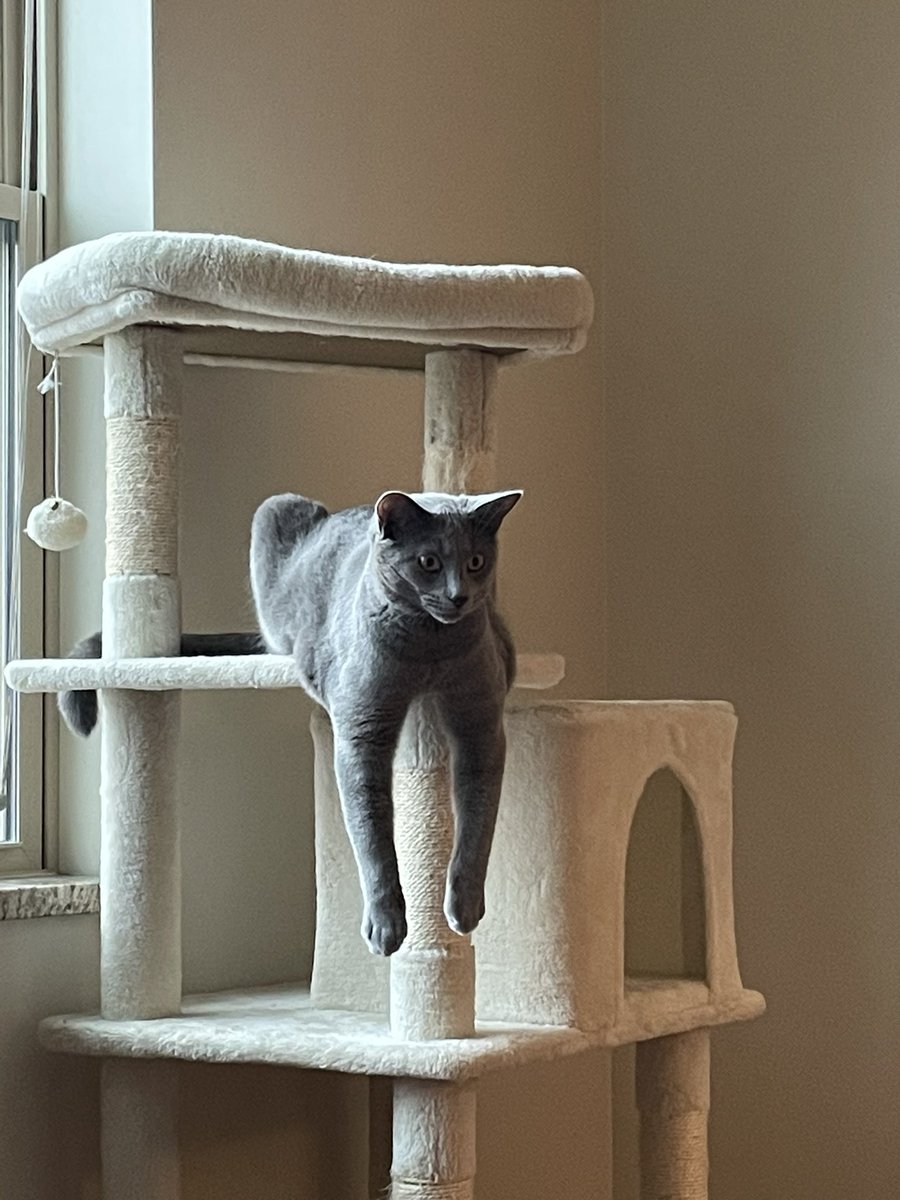 lexbearr's tweet photo. @gabbyblayden @CATBRAINCELL https://t.co/luMIz7JlRu