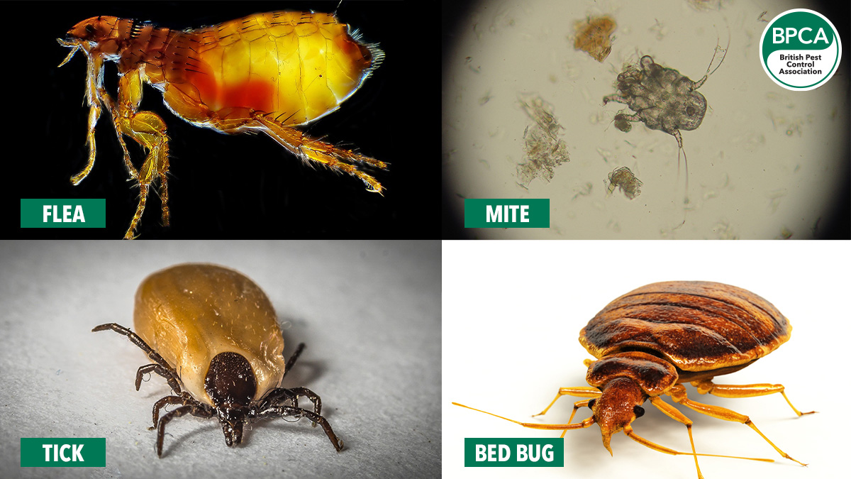 Spot the difference 🕵️ People often get small pest insects like bed bugs and fleas mixed up. 

Learn more about these fascinating (yet icky!) pests on our website:
bpca.org.uk/bedbugs
bpca.org.uk/fleas

#PestControl #Pests #Fleas #BedBugs #Ticks #Mites