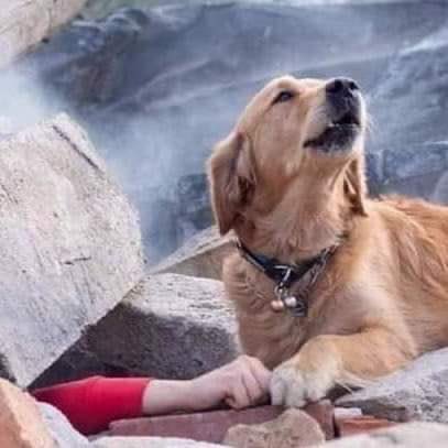 XPost1A's tweet photo. Este perrito encontró a su amo bajo los escombros despues del terrible terremoto en Turquía. Los animalitos superan a los seres humanos en todo. https://t.co/Lfkas9Utmp