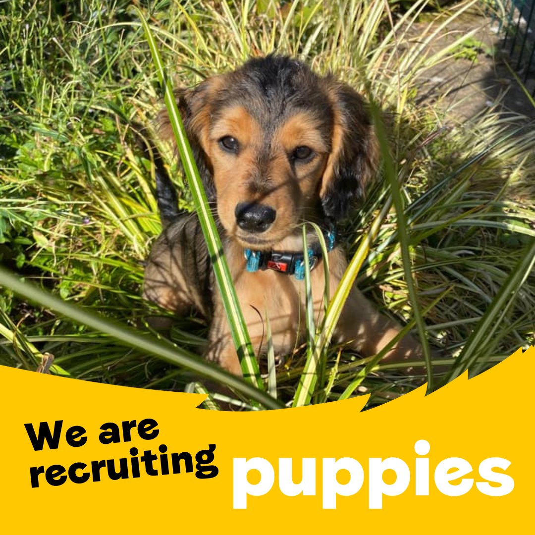 Have you heard of <a href="/GenerationPup/">Generation Pup</a>? 🐶💛

It is our pioneering research study that follows dogs of all breeds throughout their lives. If you have a puppy under 16-weeks-old, join today! For more information, please visit 👉 bit.ly/3v0xIK5