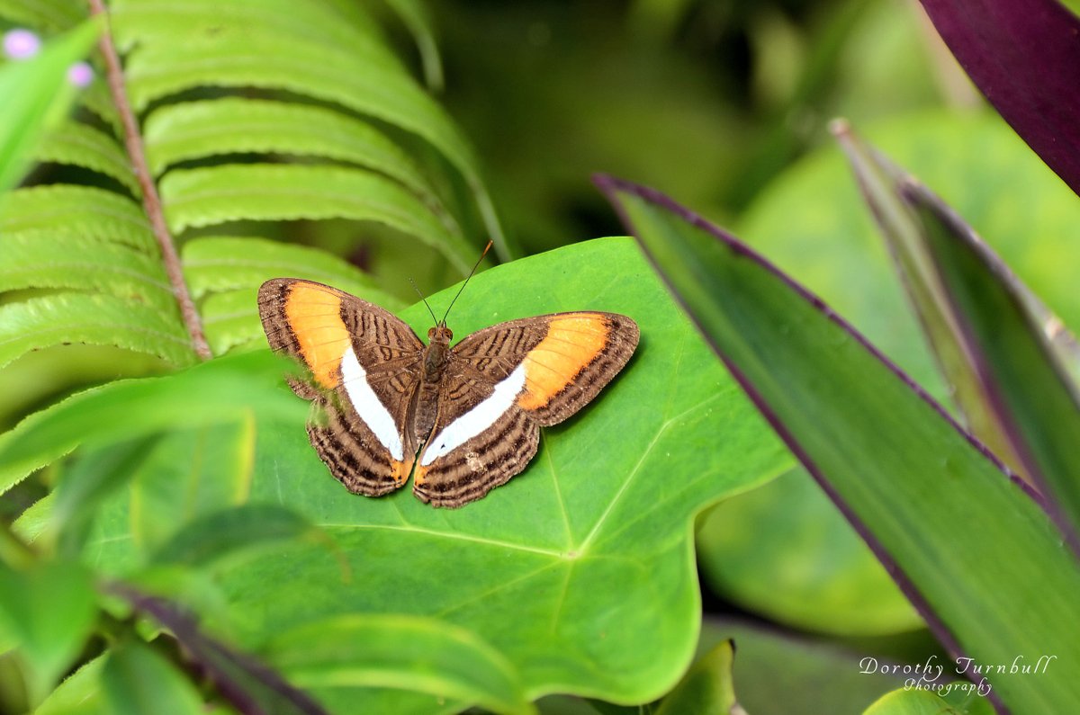 More for my 'Wings on Wednesday' with this beautiful butterfly from Panama. #WingsWednesday #Wings #butterfly #naturephotography #Panama