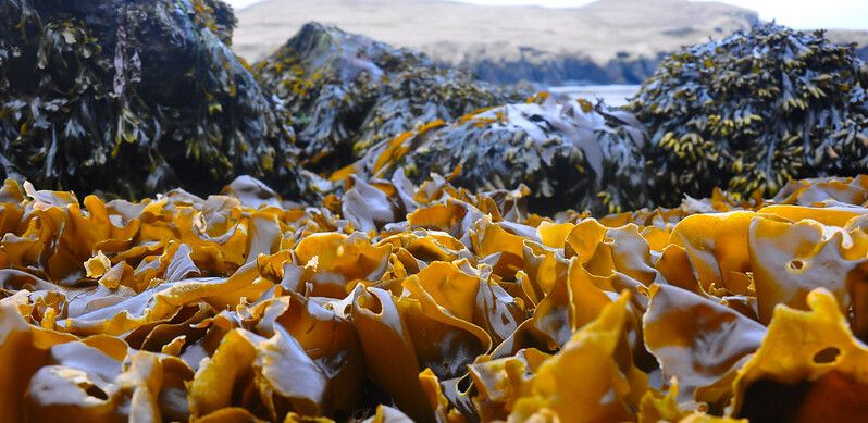 Nutrient pollution caused by human activity is just as big of a concern as #carbon.

This study analyzed how Alaria Marginata &amp; Saccharina Latissima can soak up excess nitrogen and contribute to cleaning waters near coastal communities.