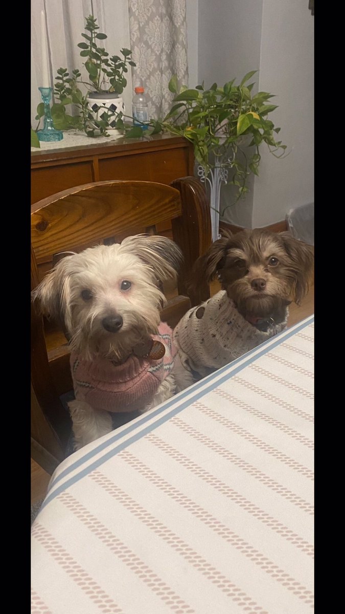 sqydsgran's tweet photo. @JoeyFromPhilly Oakley and Daisy https://t.co/XL7MHVGGmI