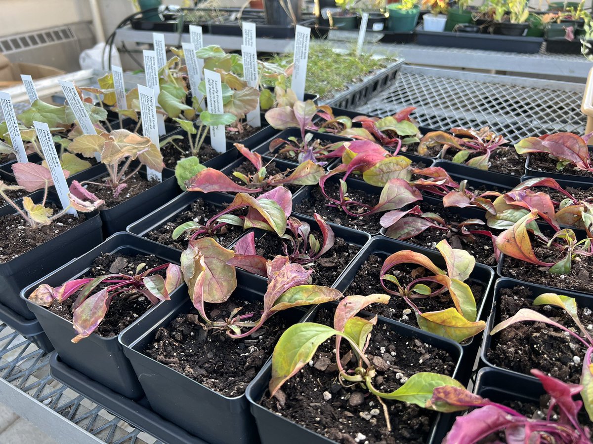 _Ms_Mason's tweet photo. Thanks to @MyGreenMC and Pope Farm we are busy transplanting 341 native plugs into pots. The horticulture students are doing a great job prepping for our annual plant sale in May. https://t.co/6SX6UpK1WT