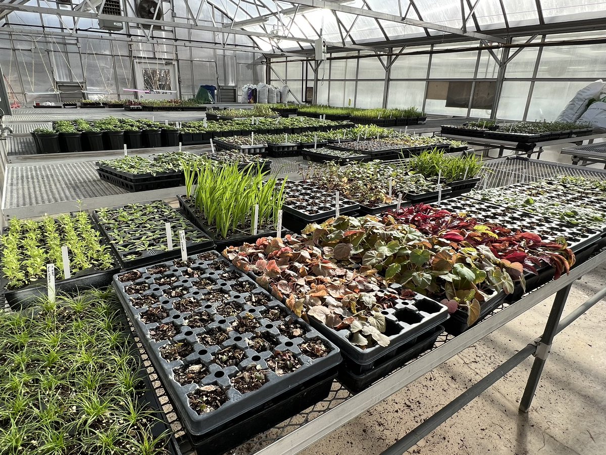 _Ms_Mason's tweet photo. Thanks to @MyGreenMC and Pope Farm we are busy transplanting 341 native plugs into pots. The horticulture students are doing a great job prepping for our annual plant sale in May. https://t.co/6SX6UpK1WT
