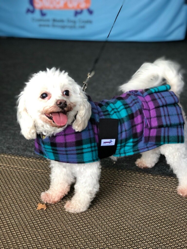 ajtrublu's tweet photo. @BrianSimsPA Gidget in her winter finery. ❄️🐶💜 https://t.co/izwCOdymdq