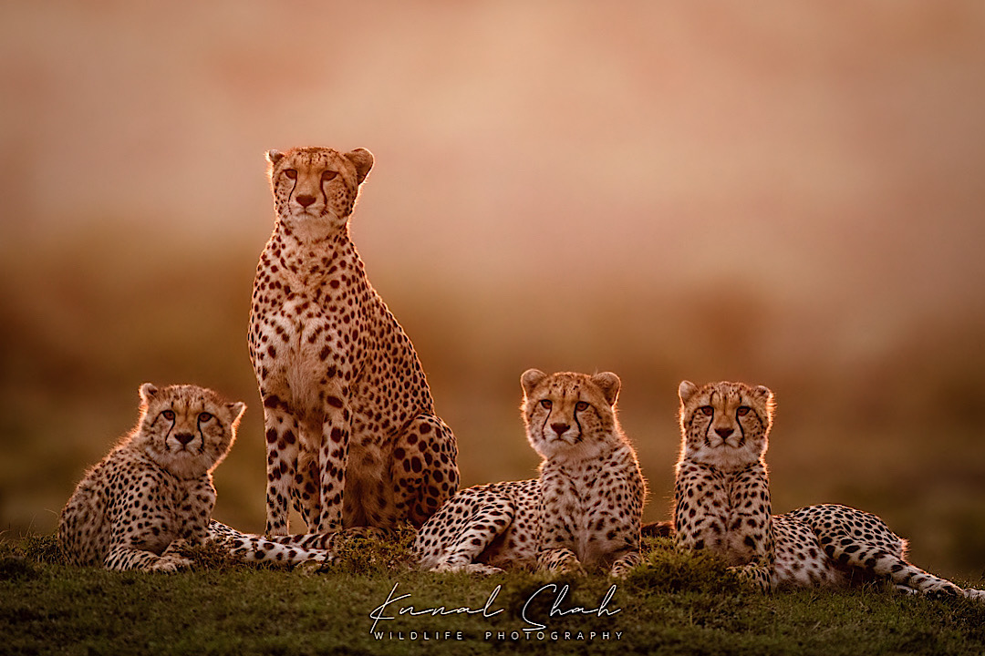 CCFCheetahUK's tweet image. &apos;Mum &amp;amp; Cubs&apos; -  &quot;This is mama Kweli. We managed to find the cheetah family on a small ridge that overlooked the flat plains of the Mara North. We spotted the whole family all huddled together. Then noticing some impala in the distance they all sat up to attention!&quot; - Kunal D Shah
