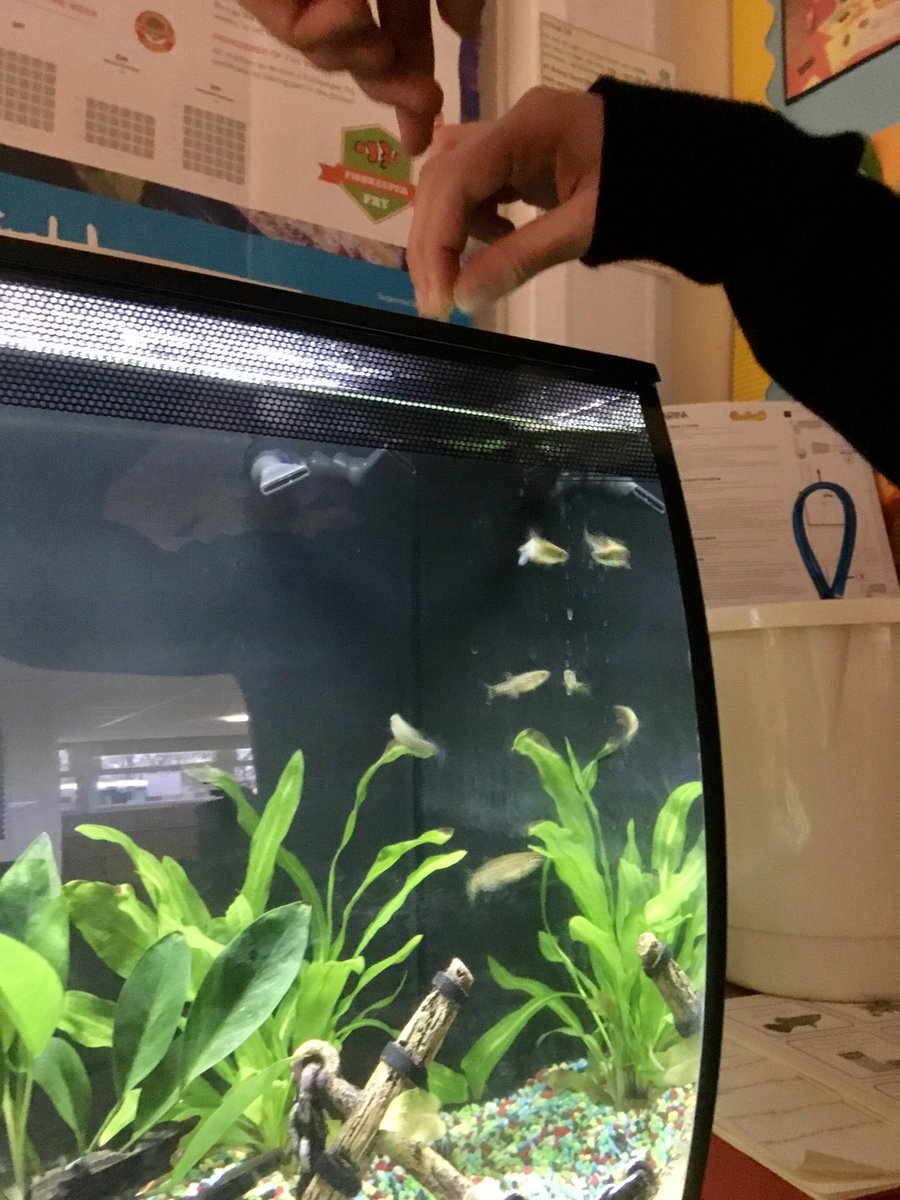 BDS_school's tweet photo. Feeding time for our fish. #bdsscience #bdsfish #bdsmentalhealthandwellbeing #fishkeeperfry https://t.co/AIyPA10kQp