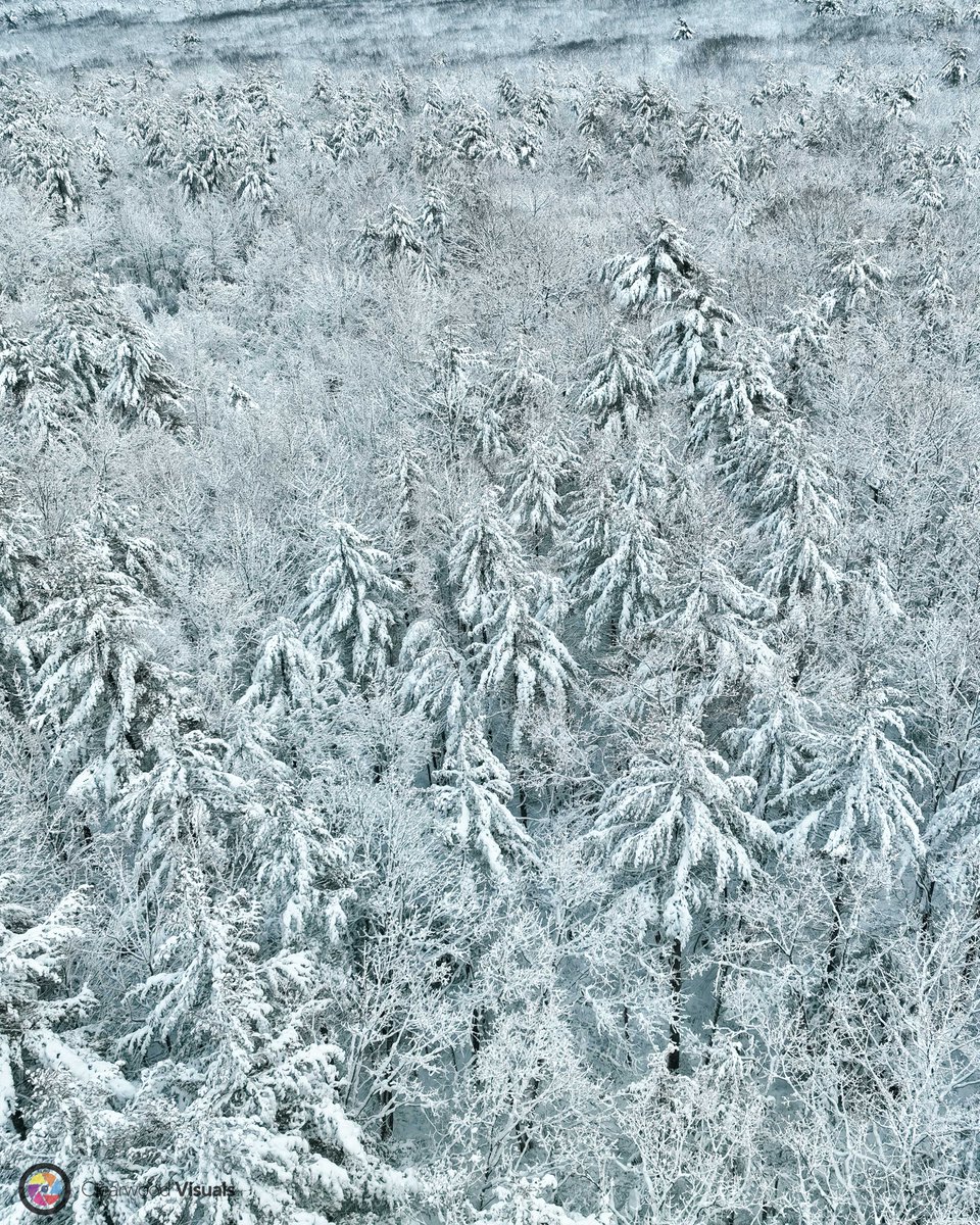 ClearwoodVisual's tweet photo. Backyard treetops covered in snow

#Winter #Snow #Maine #TreeTops #WinterWonderland #NewEngland 
--- 
#ClearwoodVisuals
#Maine Based
-Links in bio https://t.co/Gty6aM683h