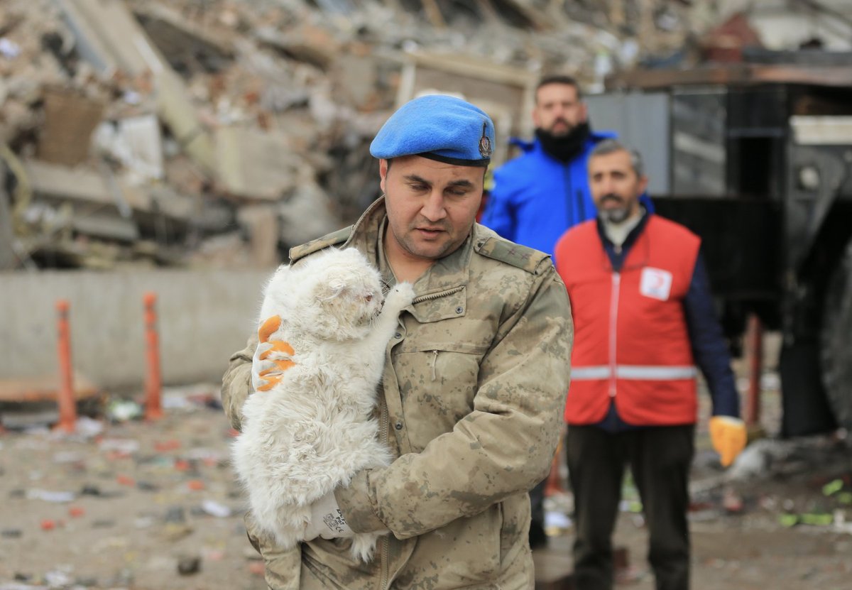 LorenzoTheCat's tweet photo. Cat rescued from the earthquake rubble in Turkey. 
💔💔💔💔💔 https://t.co/rkOmkYkvNZ