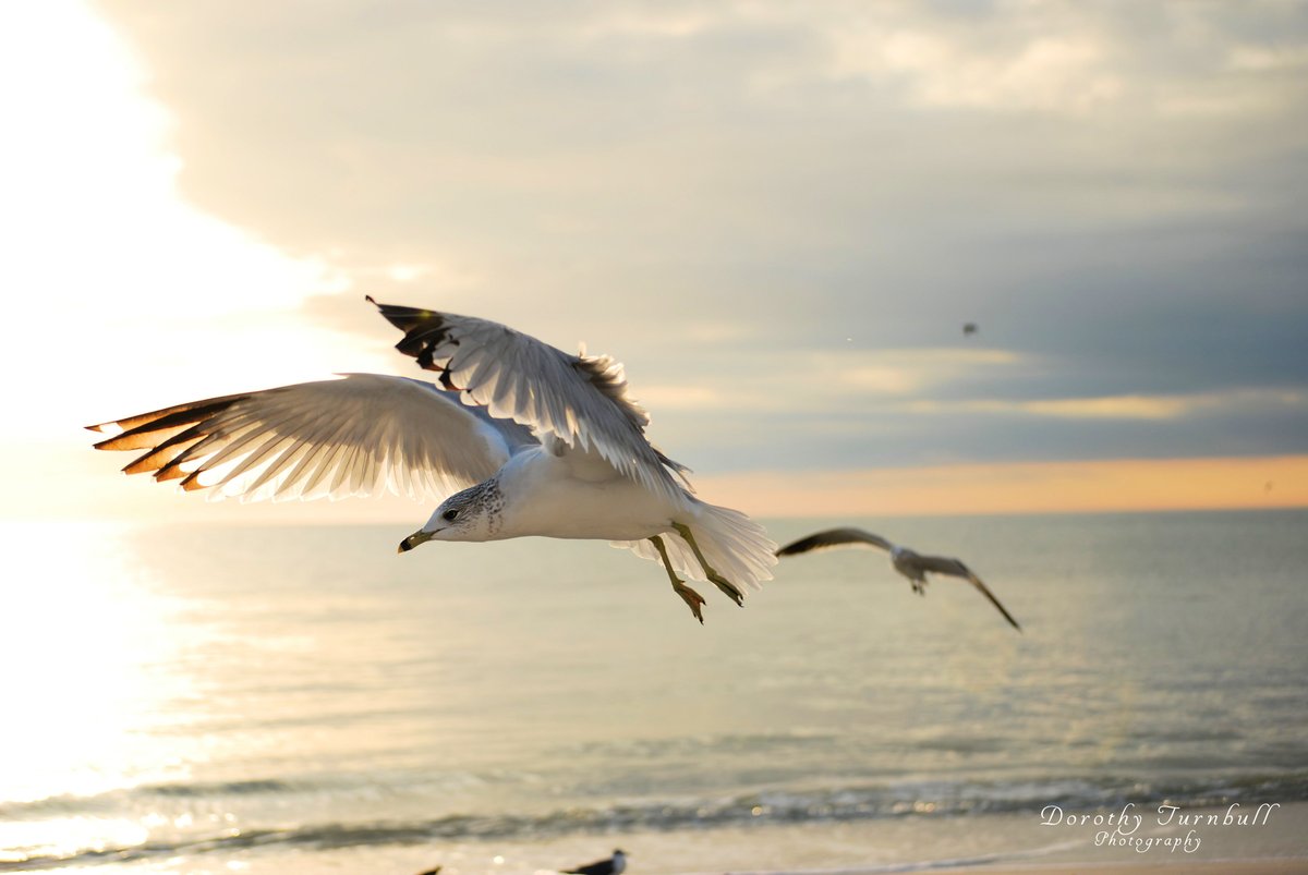 Last picture for my 'Wings Wednesday'  gulls at sunset .  #WingsWednesday #Wings #birds #ocean #sunsetphotography #naturephotography #wildlifephotography