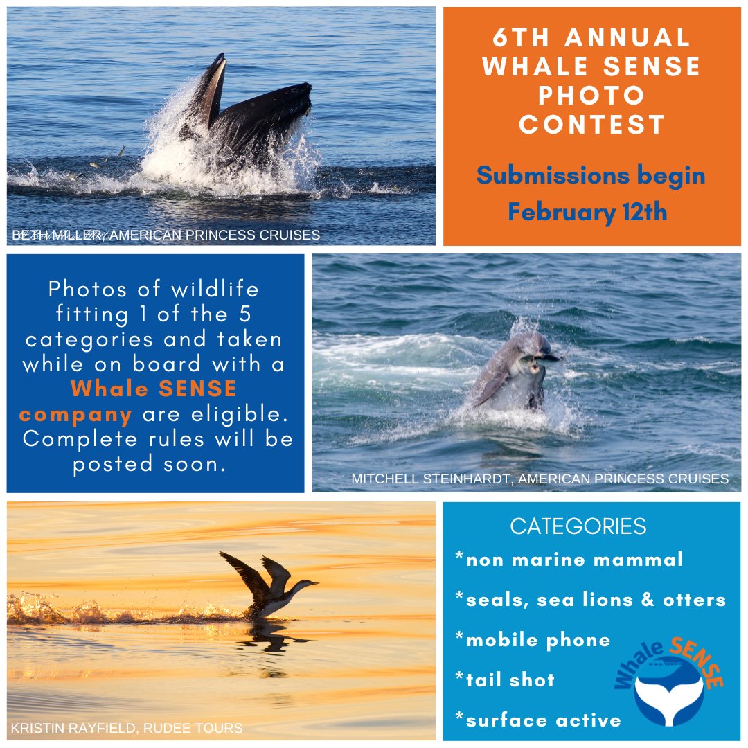 It's our favorite time of the year - #photocontest time! Contest voting takes place on our #Facebook page so be sure to follow us: bit.ly/40reHjb

#photography #WhaleSENSE #wildlifeviewing #conservation