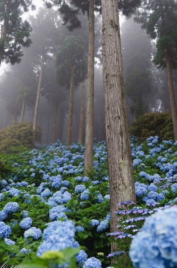 lavieestbelIe's tweet photo. Blue hydrangeas https://t.co/xCGh3sPz8t
