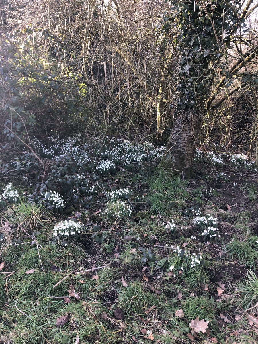 SteveHartshorn's tweet photo. A lovely walk in the sunshine  ⁦@ArleyHall⁩ seeing all the snowdrops https://t.co/f6AaVLYzgO