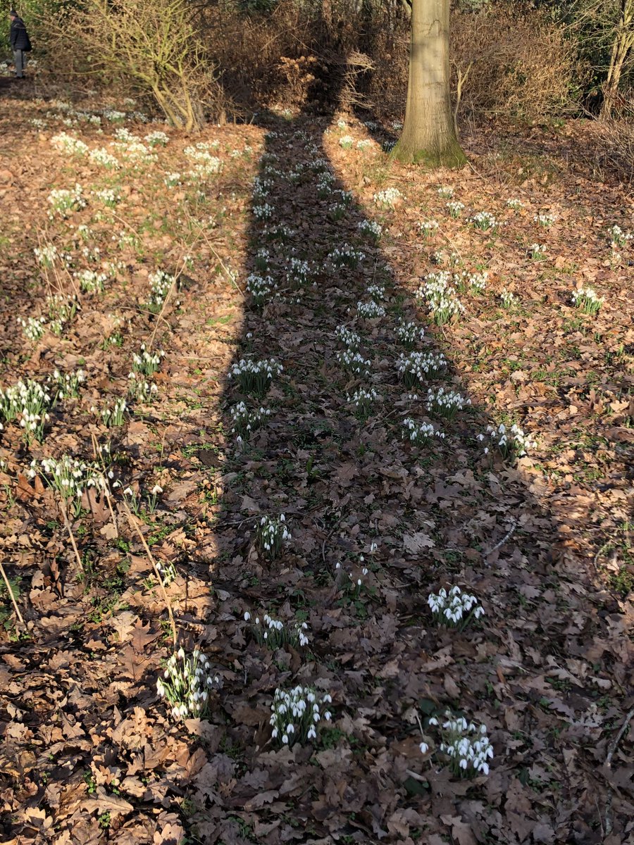SteveHartshorn's tweet photo. A lovely walk in the sunshine  ⁦@ArleyHall⁩ seeing all the snowdrops https://t.co/f6AaVLYzgO