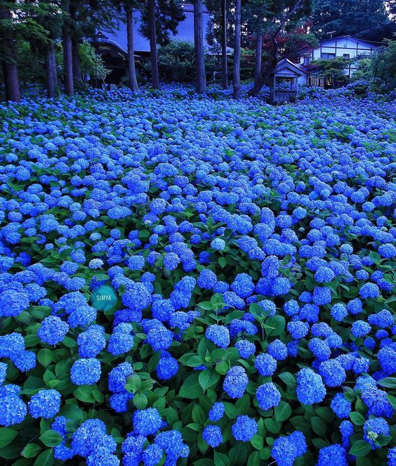 Blue hydrangeas