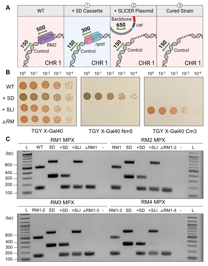 Karas Lab (@karaslab) on Twitter photo Newest manuscript from <a href="/KarasLab/">Karas Lab</a> Congrats to <a href="/stephbrumwell/">Stephanie Brumwell</a> and all authors. SLICER: a seamless gene deletion method for Deinococcus radiodurans | BioDesign Research <a href="/westernuBiochem/">Biochemistry</a> <a href="/SchulichMedDent/">Schulich WesternU</a> <a href="/BioDesignR/">BioDesign Research</a> spj.science.org/doi/10.34133/b… Newest manuscript from <a href="/KarasLab/">Karas Lab</a> Congrats to <a href="/stephbrumwell/">Stephanie Brumwell</a> and all authors. SLICER: a seamless gene deletion method for Deinococcus radiodurans | BioDesign Research <a href="/westernuBiochem/">Biochemistry</a> <a href="/SchulichMedDent/">Schulich WesternU</a> <a href="/BioDesignR/">BioDesign Research</a> spj.science.org/doi/10.34133/b…