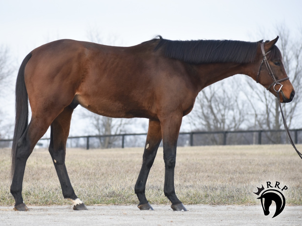 THE GREAT ONE's name says it all! This lovable, confident gelding has great potential for his second career. 🏆 2023 @RRP_TBMakeover Eligible 🏆 2018 Thoroughbred Gelding 🏆 11 starts, by Nyquist 🏆 FMI: horseadoption.com/horse_detail/9… @PletcherRacing @louisianabred