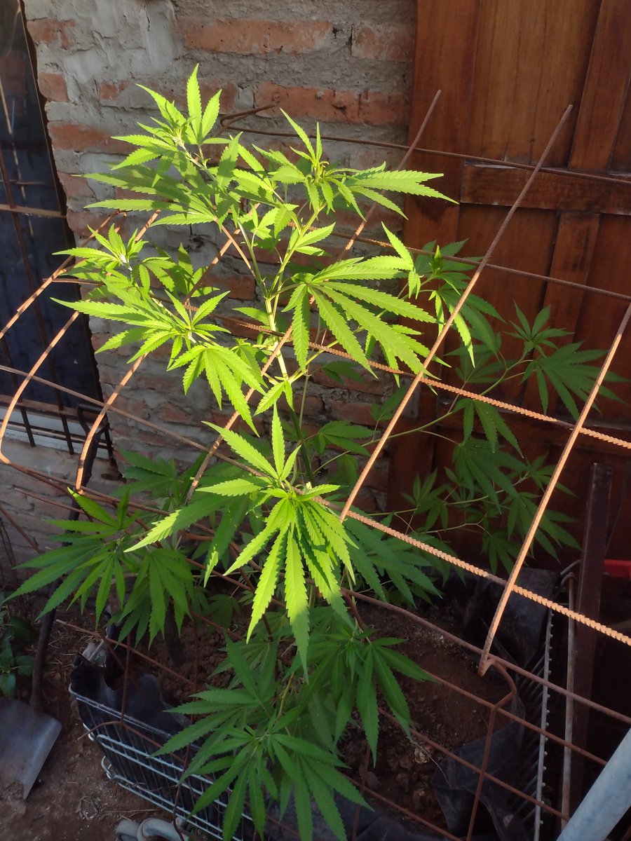 Se viene la mejor época del año las floressss 🤤😍