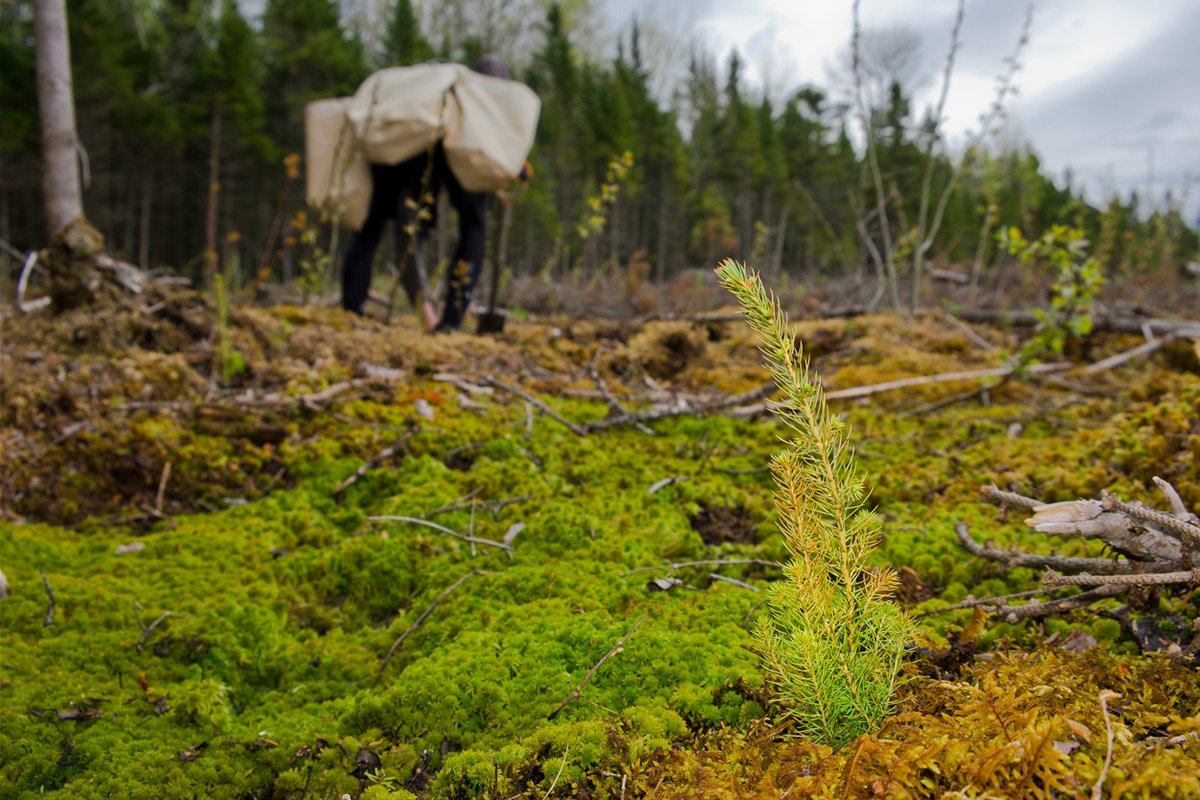 TreeCanada's tweet photo. 🌲🌳🌲🌳🌲🌳🌲🌳🌲🌳🌲🌳🌲🌳
We are looking to support landowners with their tree planting projects where there is a need for forest rehabilitation, afforestation or ecosystem restoration.

Submit an application to be part of the #NationalGreeningProgram: https://t.co/pbIMQG0WPd https://t.co/i42Ywonfd5