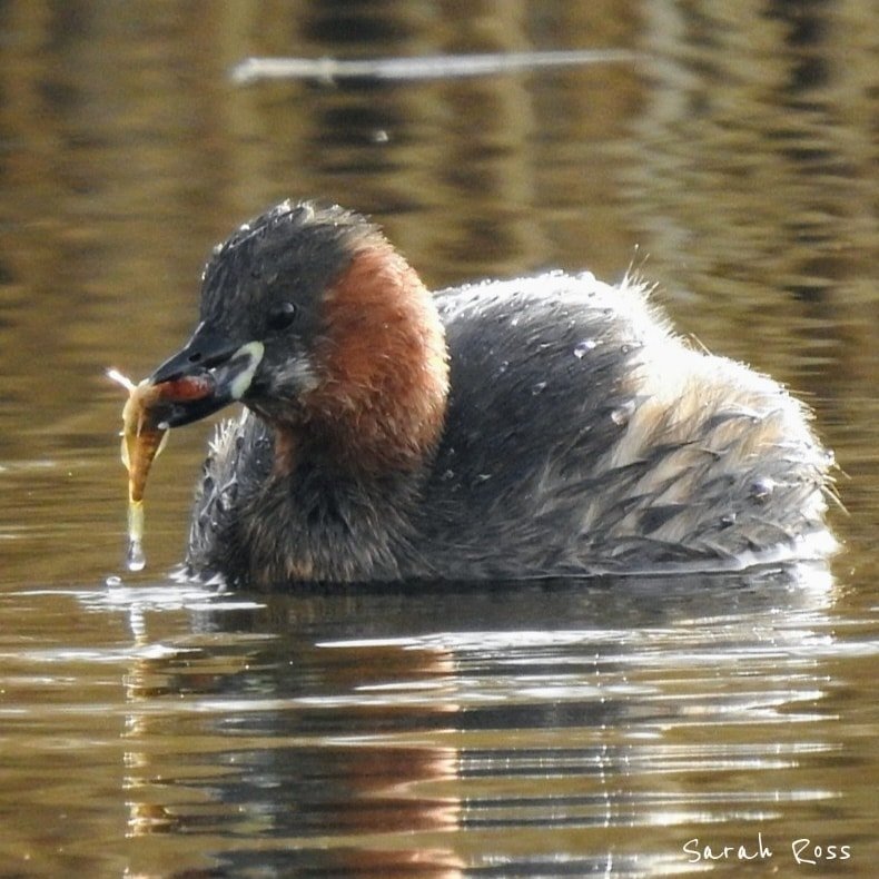 BirdwatcherThe's tweet photo. Little grebe at Burton Mere Wetlands @Natures_Voice @RSPBbirders #NaturePhotography #BirdsSeenIn2023 #birding https://t.co/NXNShibREn