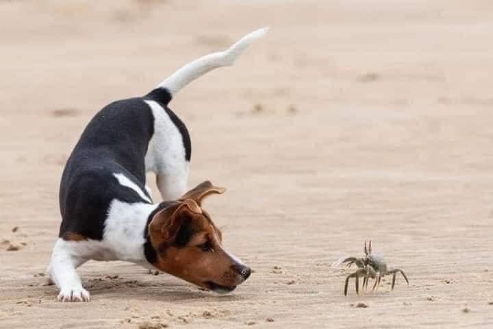 PuntaPerulaMX's tweet photo. The best thing you'll see today, a fight between a puppy and a baby crab 🐶 pe🌊🌴. #Costalegre #PuntaPerula #Mexico https://t.co/B0acj0tTFb