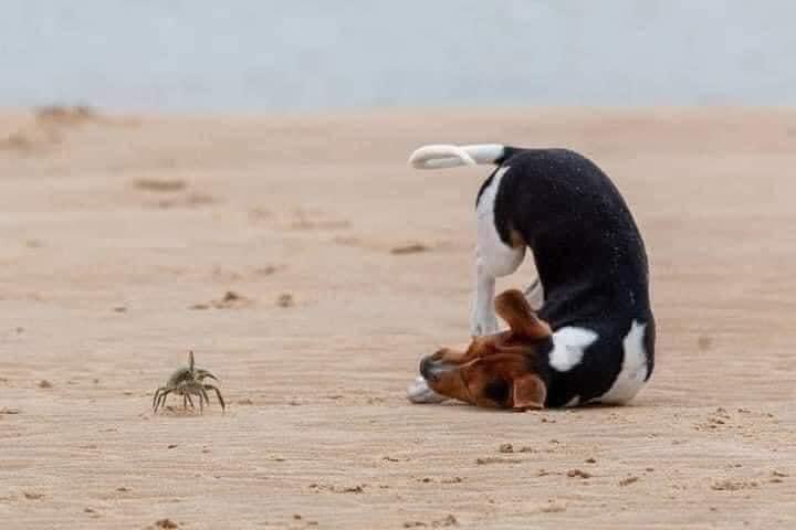 PuntaPerulaMX's tweet photo. The best thing you'll see today, a fight between a puppy and a baby crab 🐶 pe🌊🌴. #Costalegre #PuntaPerula #Mexico https://t.co/B0acj0tTFb