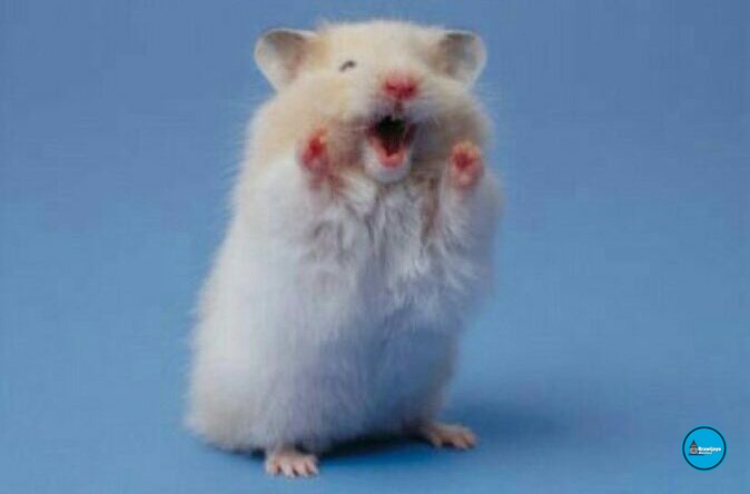 UB MENFESS | ON tweet media