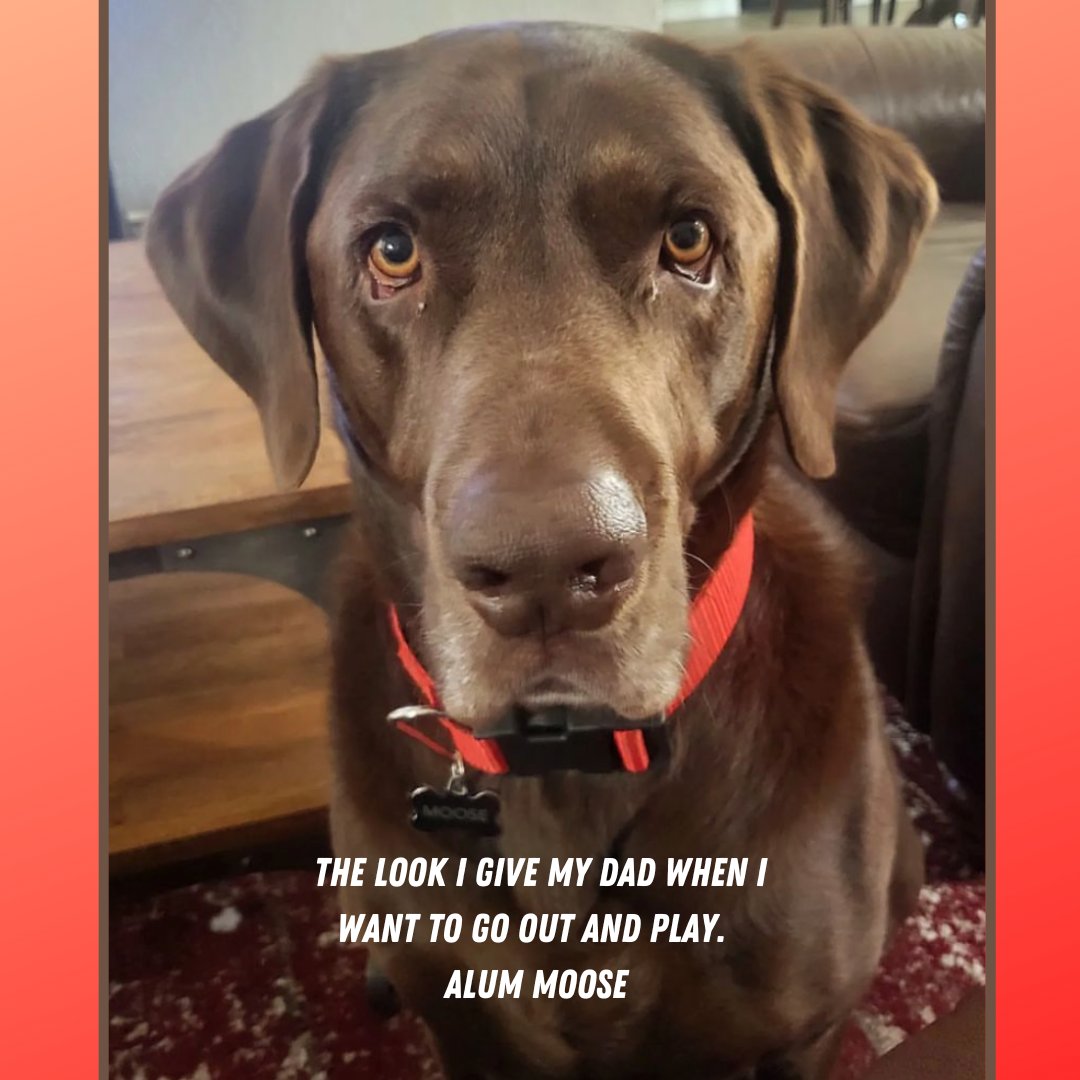 Desert Lab Rescue tweet media