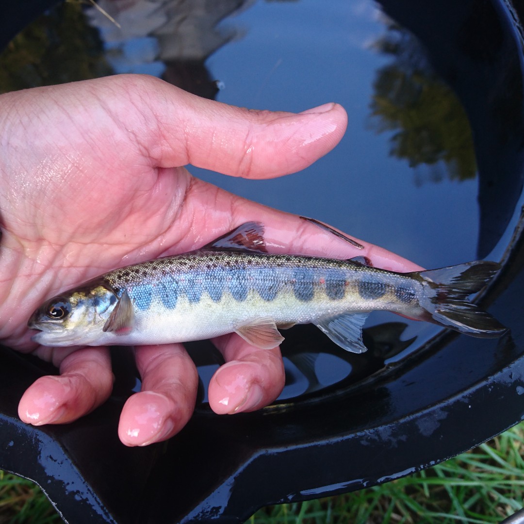 Did you know that our annual fish surveys found just 561 #AtlanticSalmon across 300+ sites.

Each year we see variations, and that’s natural. However, we’ve seen a dramatic reduction in fish numbers.

Read more and discover how to help #SaveOurSalmon: ribbletrust.org.uk/evaluation-and…